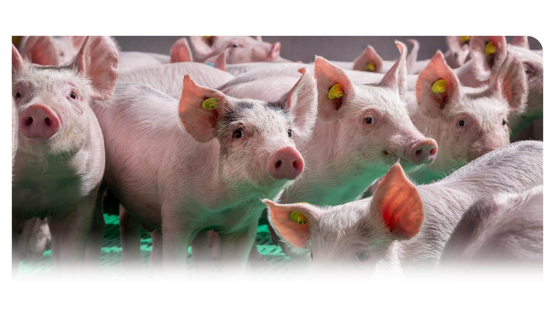 Nutrivita - Milkiwean program