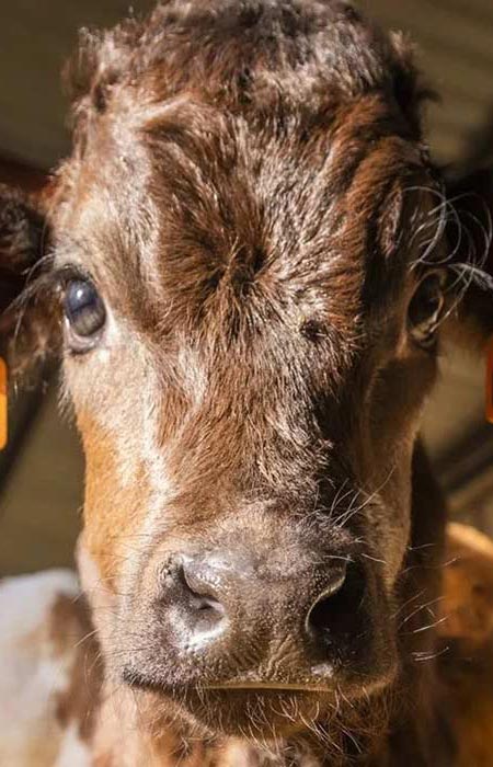 Nutrivita - Program goveji pitanci