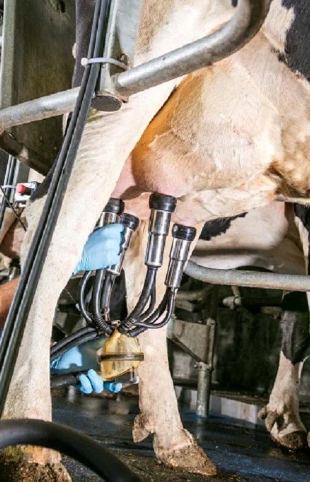 Nutrivita - Program krave molznice