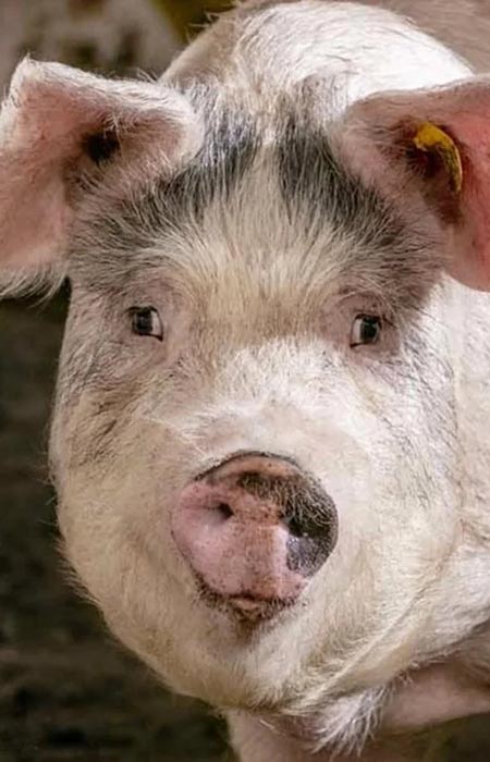 Nutrivita - Program plemenske svinje