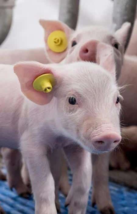 Nutrivita - Program vzreja pujskov