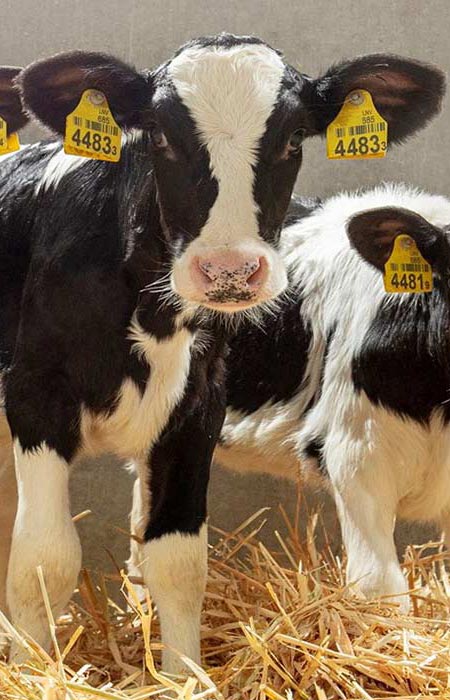 nutrivita-program-vzreja-telet